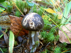 Leccinum variicolor