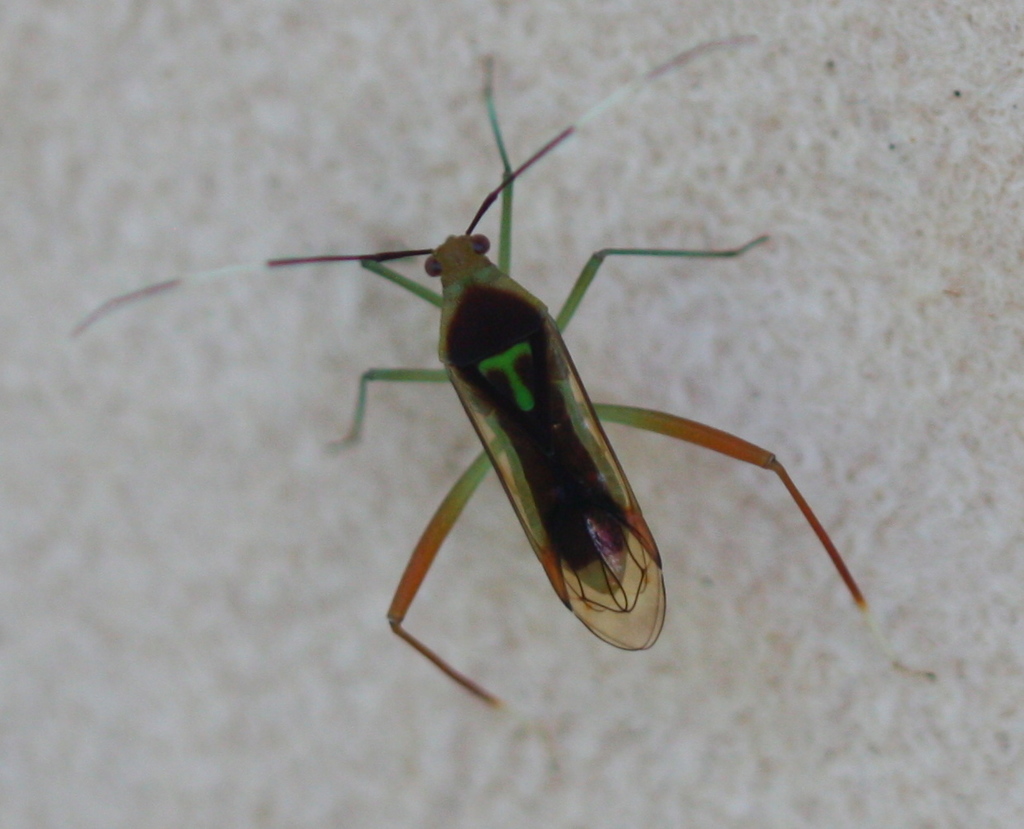 Macrolonius