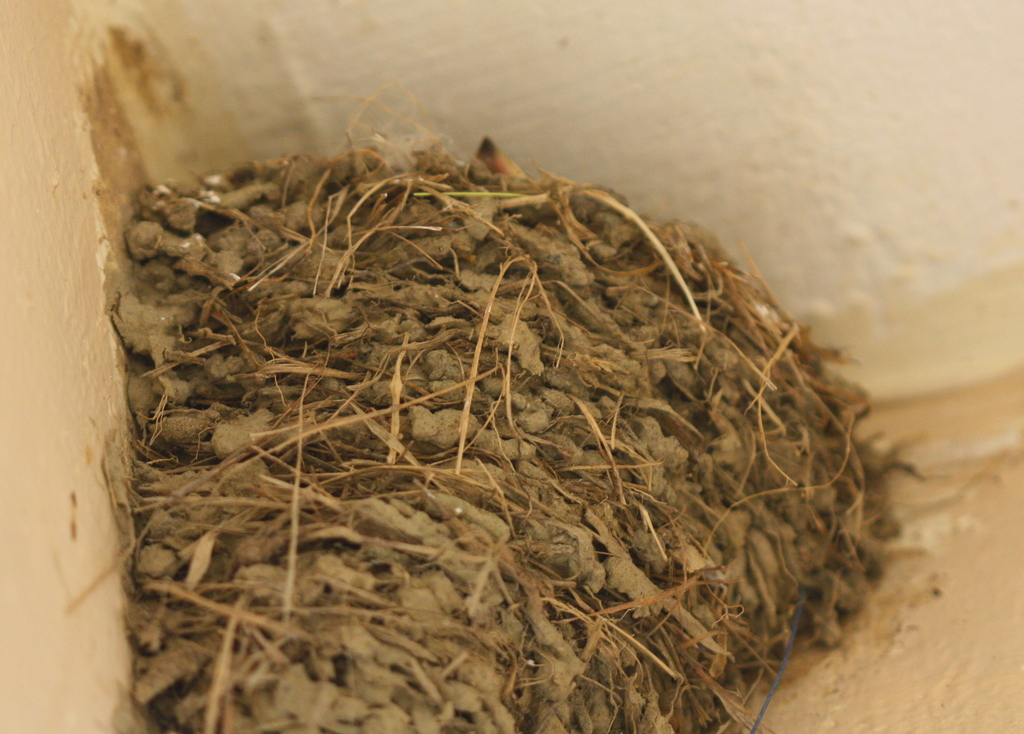 House Swallow