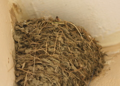House Swallow photo 6