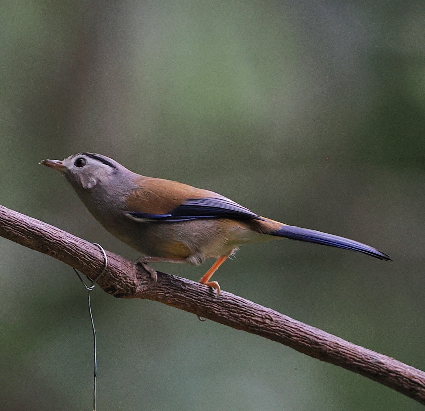 Blue-winged Minla