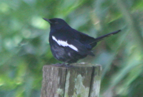 Copsychus saularis