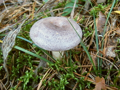 Lactarius flexuosus