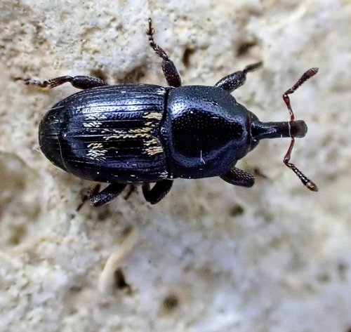 Maurobaris spoliata