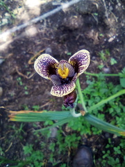 Tigridia vanhouttei