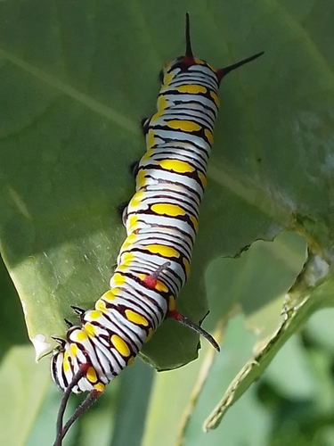 Plain Tiger Butterfly