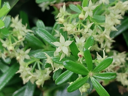 Rubia agostinhoi Dans. & P.Silva