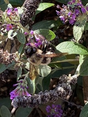 Xylocopa virginica