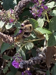 Xylocopa virginica