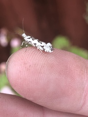 Ypsolopha sequella