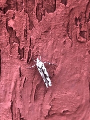 Ypsolopha sequella