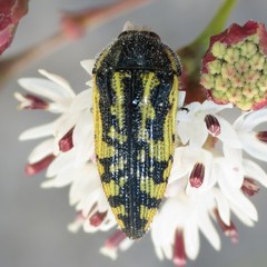 Acmaeodera amplicollis