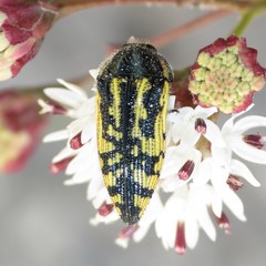 Acmaeodera amplicollis