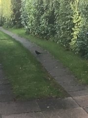 Turdus merula