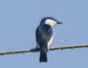 Hemipus hirundinaceus