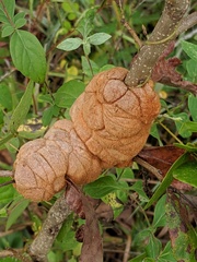 Pileolariaceae