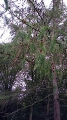 Larix decidua