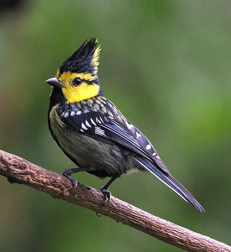 Parus spilonotus Bonaparte, 1850