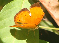 Cirrochroa malaya