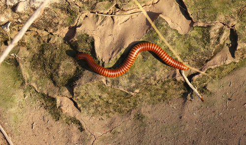 Desert Millipede