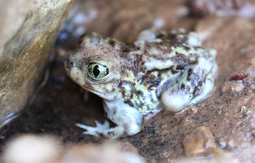 Couch's Spadefoot