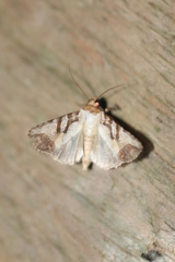 Condica hippia