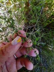 Aspalathus retroflexa