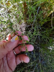 Aspalathus retroflexa