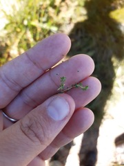 Aspalathus retroflexa