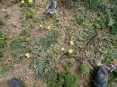 Adenogramma glomerata