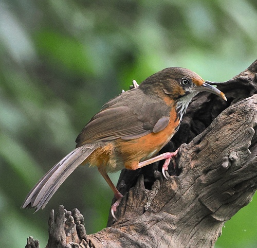 Black-streaked Scimitar Babbler (Erythrogenys gravivox), photo 5