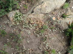 Adenogramma glomerata