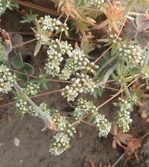 Adenogramma glomerata