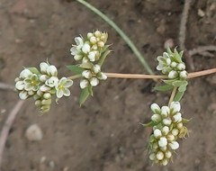 Adenogramma glomerata