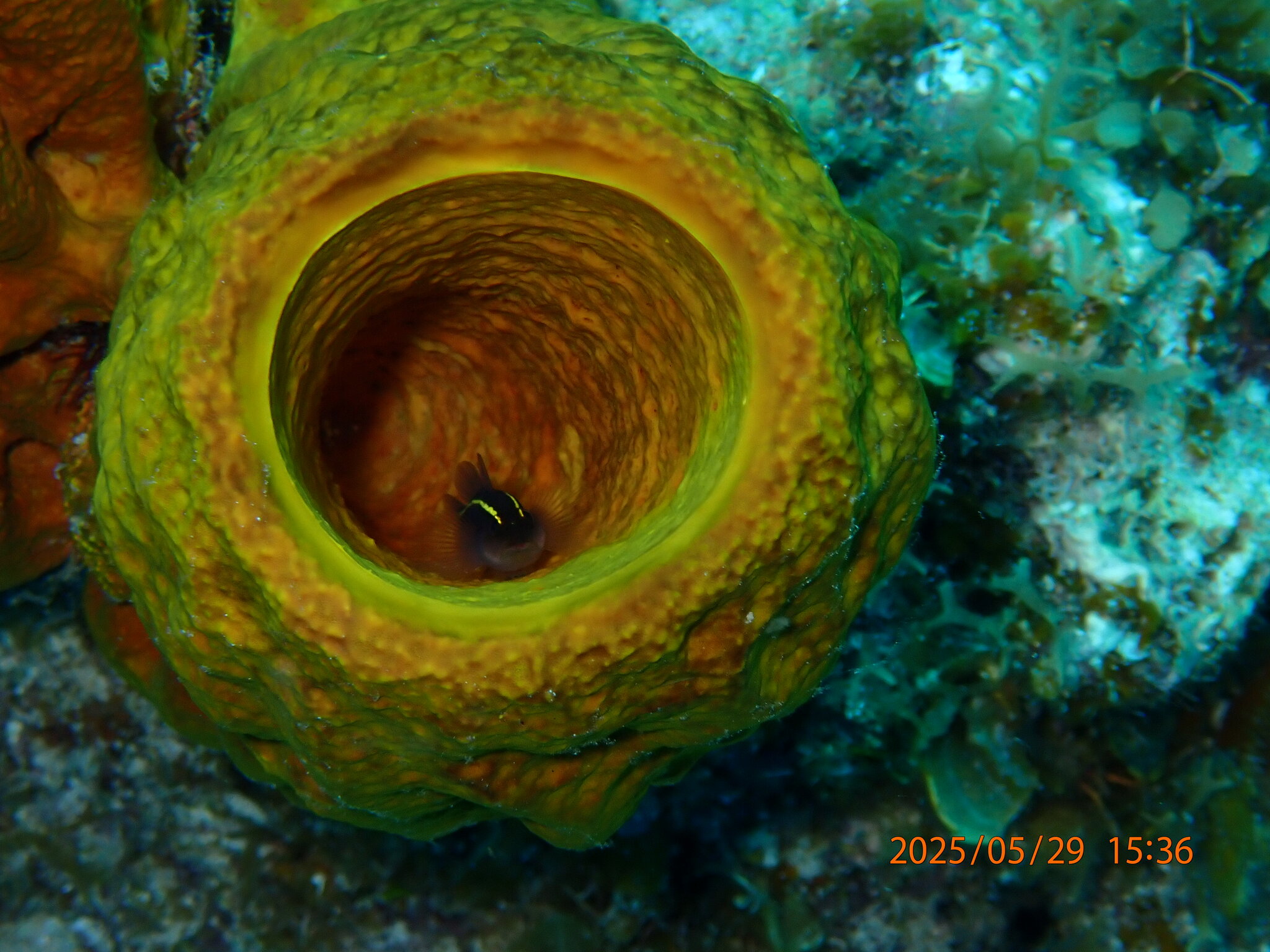 Cayman Sponge Goby photo 7