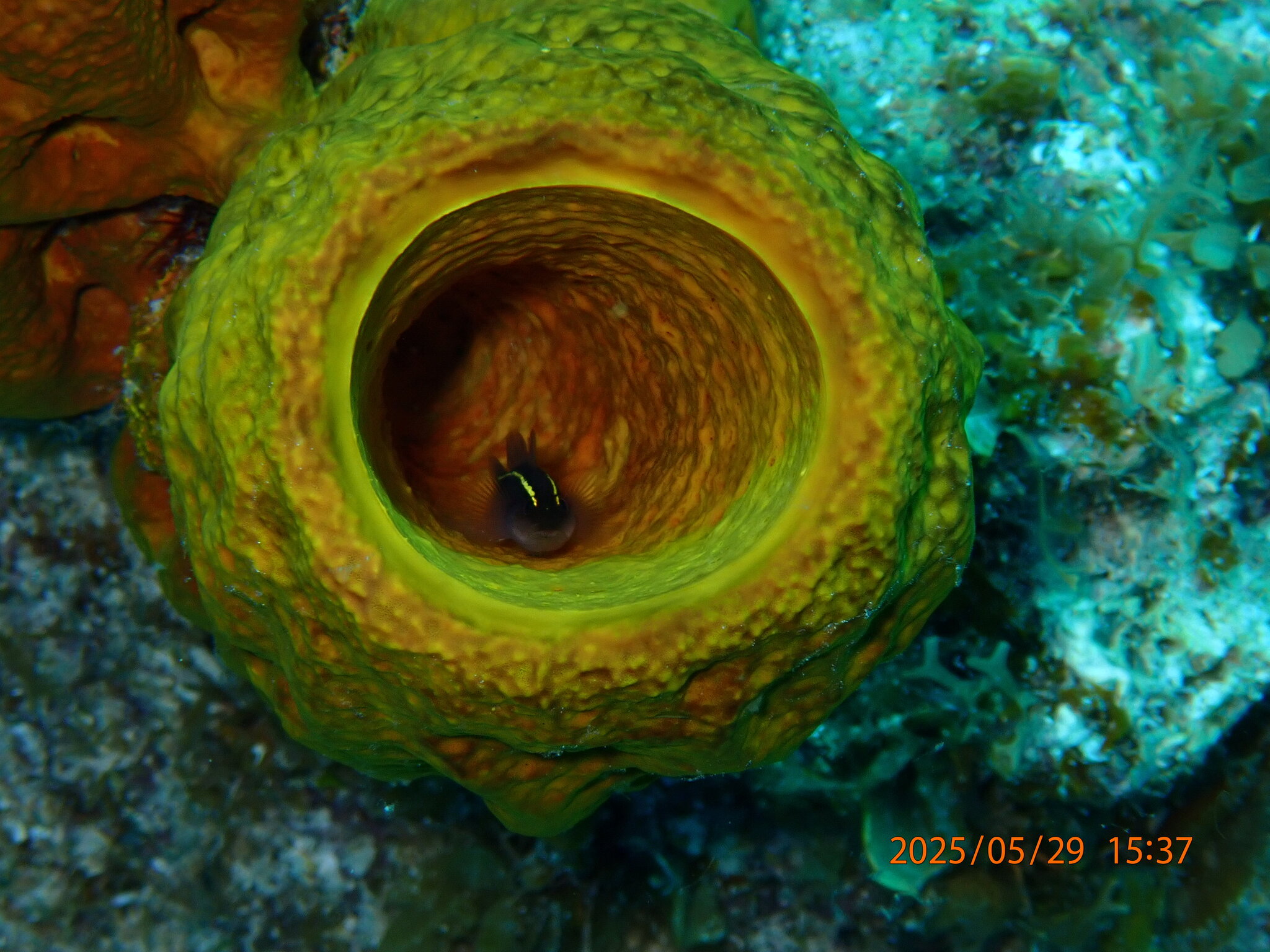 Cayman Sponge Goby photo 8