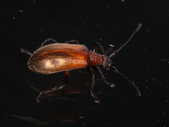 Ecnolagria rufescens