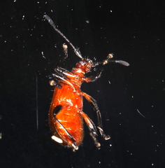 Ecnolagria rufescens