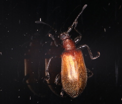 Ecnolagria rufescens