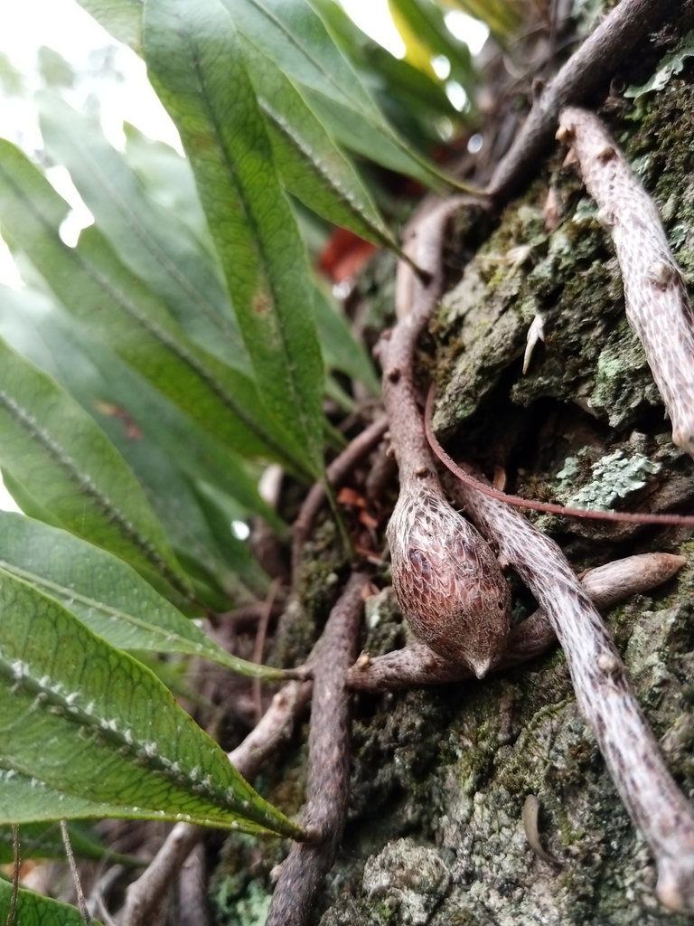 Tortrimosaica