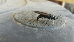 Hermetia illucens