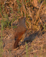 Cichladusa arquata