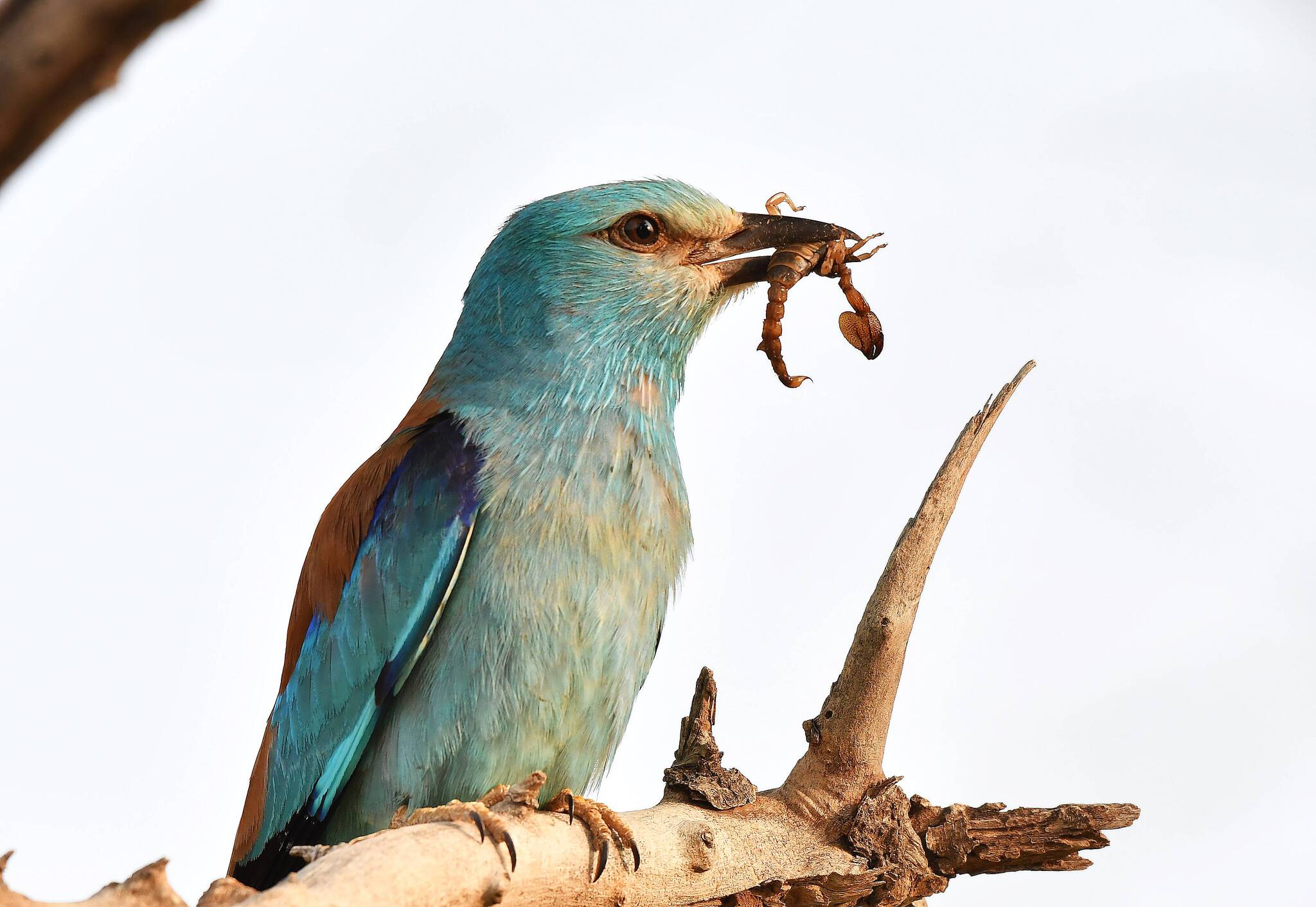 European Roller