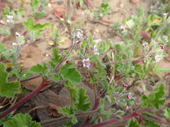Pelargonium althaeoides