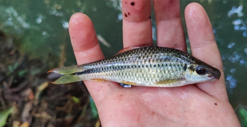 Osteochilus waandersii — Cyprinidae — 3