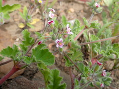 Pelargonium althaeoides