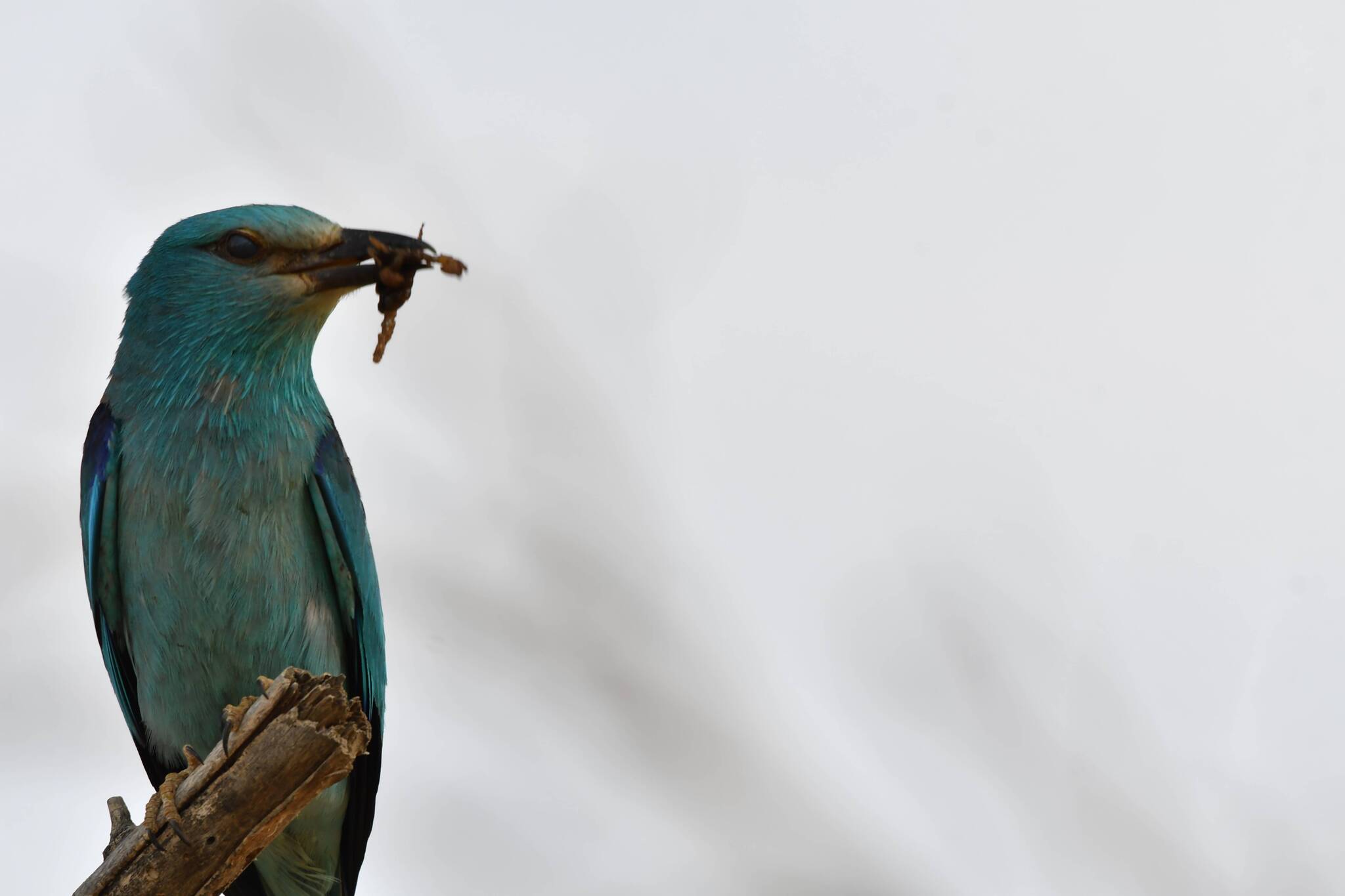 European Roller