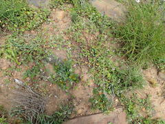 Pelargonium althaeoides