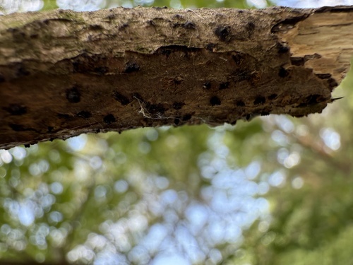 Camarosporidiella elongata observed 2025-06-07
