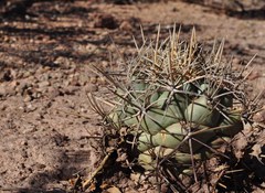 Coryphantha poselgeriana